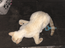 a white cat is laying on its back on a couch