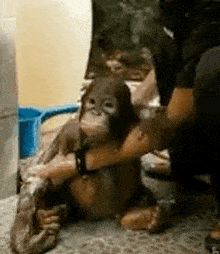 a monkey is sitting on a person 's lap and being bathed .