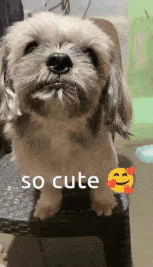 Suji Shih Tzu GIF - Suji Shih Tzu Cute Dog GIFs