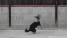 dog somersault
