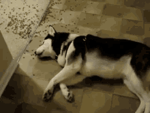 Lazy GIF - Lazy Dog Funny GIFs