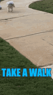 Dog Walk GIF