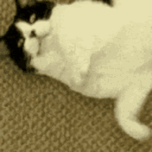 Cleo Cat GIF - Cleo Cat Lying Down GIFs