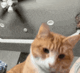 an orange and white cat is looking at the camera with a ceiling fan in the background
