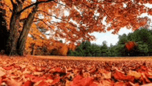 Fall Leaves GIF - Fall Leaves GIFs