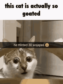 This Cat Is Actually So Goated Goated GIF - This Cat Is Actually So Goated  Goated This Cat - Discover & Share GIFs