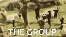 The Group Tewc GIF - The Group Tewc Fiore GIFs