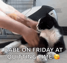 a black and white cat is being petted by a person with the words babe on friday at quitting time below it