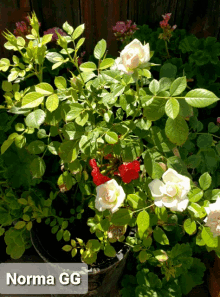 Rosas Flores GIF - Rosas Flores Plant GIFs