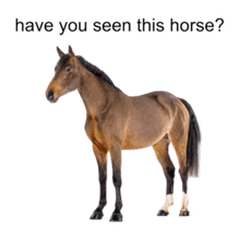 a picture of a man and a horse with the words have you seen this horse below it