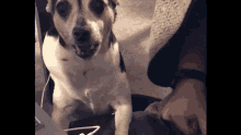 Angry Dog Mad Face GIF - Angry Dog Mad Face Growling GIFs