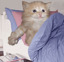 a kitten is laying in a bed with a blue blanket and a pink pillow