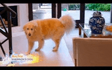 a dog is standing in a living room next to a fireplace and a table .