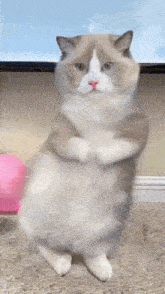 Meow Chef That Little Puff GIF - Meow Chef That Little Puff Puff GIFs