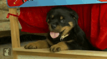 Rottweiler Puppies In A Puppet Theatre GIF - Pets Dogs Cute GIFs