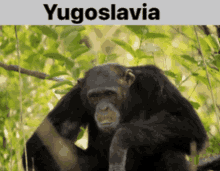 yugoslavia sad monki crying