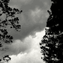 Scary Weather GIF - Scary Weather Trees GIFs