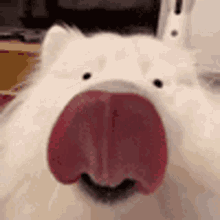 Dog Lick GIF - Dog Lick Malamute GIFs