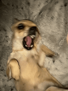 Dog Chihuahua GIF - Dog Chihuahua Growl GIFs