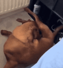 a dog is laying on its back on a bed
