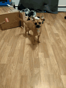 a small dog standing next to a cardboard box with fragile sticker on it