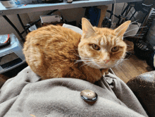I Love Cats Miss Muffins GIF - I Love Cats Love Miss Muffins GIFs
