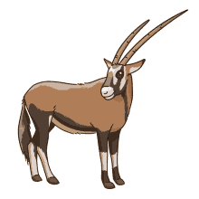 antelope gemsbok