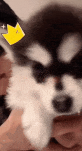 a person is holding a husky puppy with a yellow crown on it 's head