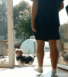 Let Me In Dog GIF - Let Me In Dog Cute GIFs