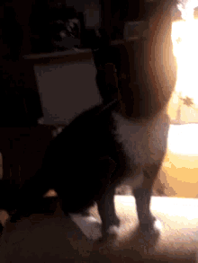 Wtf Is Going On Cat GIF - Wtf Is Going On Cat Cute GIFs