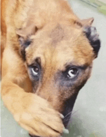 a close up of a brown dog laying down with its head on its paw and looking at the camera .