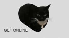 Get Online Cat GIF - Get Online Get On Cat GIFs