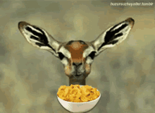 deer eating chew cereal