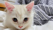 a white cat with red ears is laying on a striped blanket