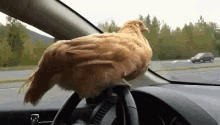 hen driving steering steering wheel car