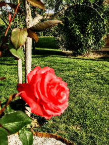 a large red rose is growing in the grass near a tree