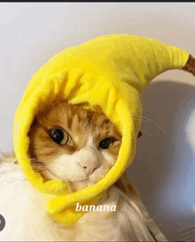Banana Cat GIF - Banana Cat GIFs