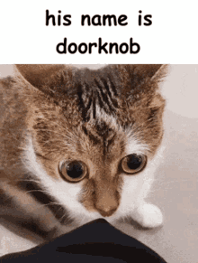 Doorknob Silly GIF - Doorknob Silly Cat GIFs