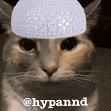 Muslim Cat Muslimcat GIF - Muslim Cat Muslimcat Hypannd GIFs