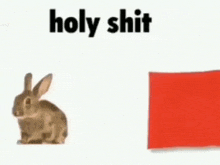 a rabbit is sitting next to a red object and the words `` holy shit '' .
