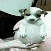 a small white dog is being held in a person 's hands .