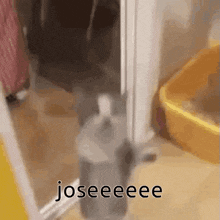 a cat is standing in a doorway with the words joseeeee written below it .