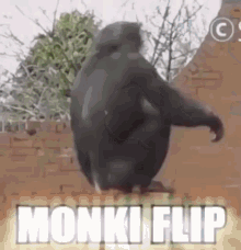 Monki Flip GIF - Monki Flip Funny GIFs