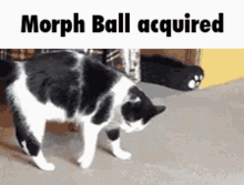 Metroid Morph Ball GIF - Metroid Morph Ball Cat GIFs