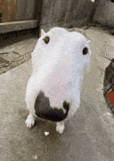 a close up of a white dog with a black spot on its nose
