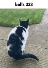 a black and white cat is sitting on a sidewalk with the words balls 333 behind it