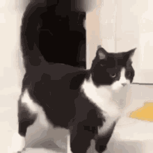 Cat Stretch GIF - Cat Stretch Cute GIFs
