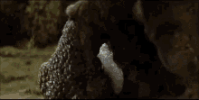 King Kong GIF - King Kong Gorosaurus GIFs