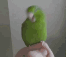 Mm Mm Girl! GIF - Birds Bird Neckroll GIFs