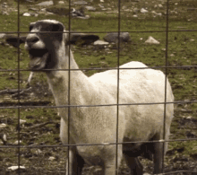 Chèvre Goat GIF - Chèvre Goat Scream GIFs
